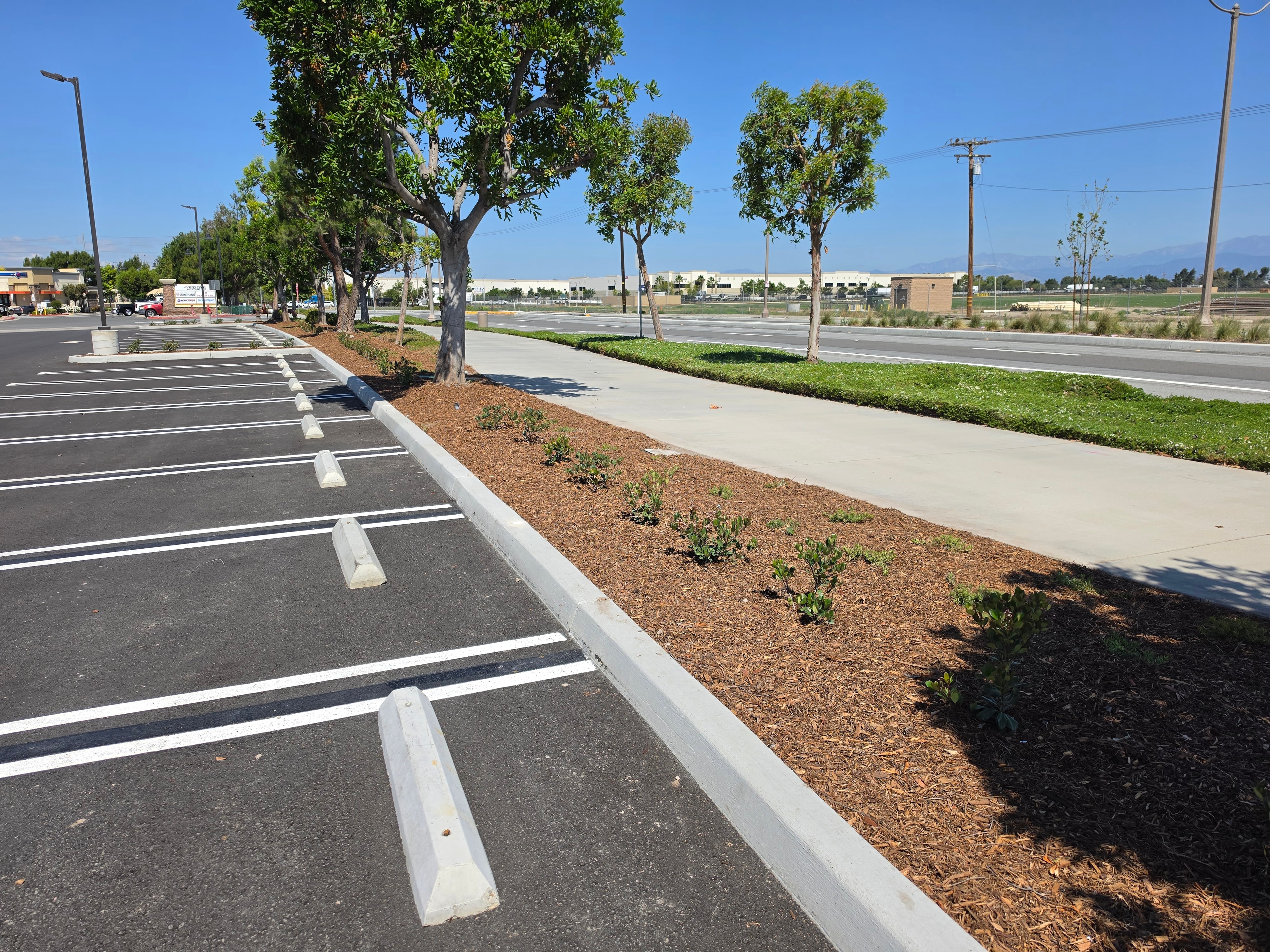 Commercial parking lot with manicured tree-lined landscape strip maintained by Kirton's Landscape Maintenance, Inc.